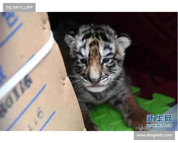 冰虎宝宝成长观察指南:揭秘其生活习性与行为特征 冰虎宝宝成长观察指南:揭秘其生活习性与行为特征